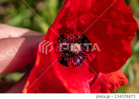 The poppy flower, with its many symbols, memory, solidarity, freedom, will, endurance 134376873