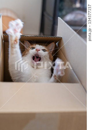 ダンボール箱に入った猫　茶トラ白 134377157