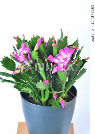 赤いシャコバサボテンの花 デンマーク・カクタス 赤いシャコバサボテンの花 デンマーク・カクタス 134377169