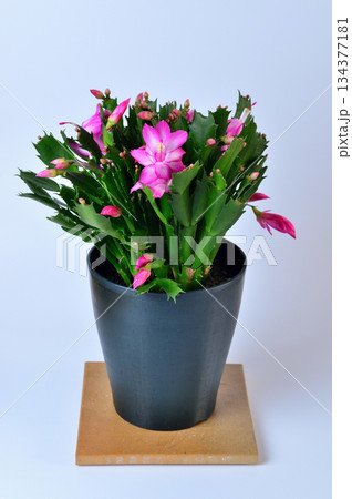 赤いシャコバサボテンの花 デンマーク・カクタス 赤いシャコバサボテンの花 デンマーク・カクタス 134377181