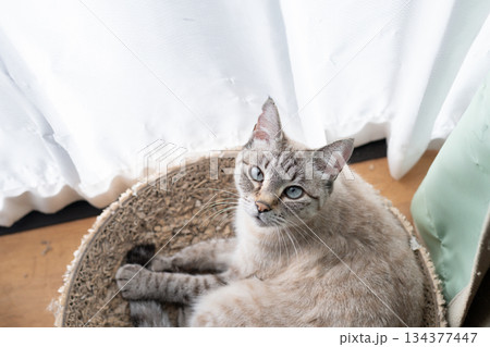 見つめる猫　シャムトラ猫 134377447