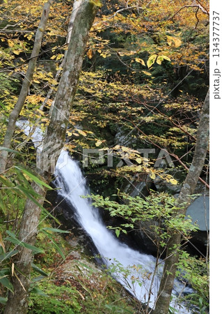 黄色い枝葉の隙間から覗く白い滝（縦構図） 134377737