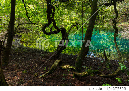 初夏の山形県遊佐町　神秘の泉　新緑の丸池様 134377766