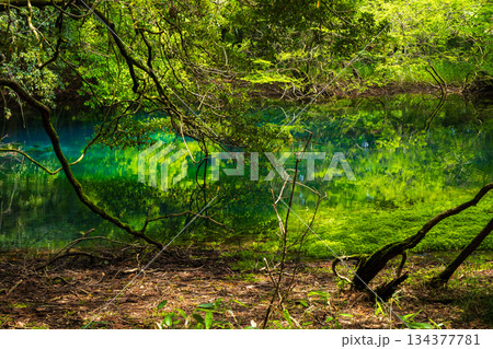 初夏の山形県遊佐町　神秘の泉　新緑の丸池様 134377781