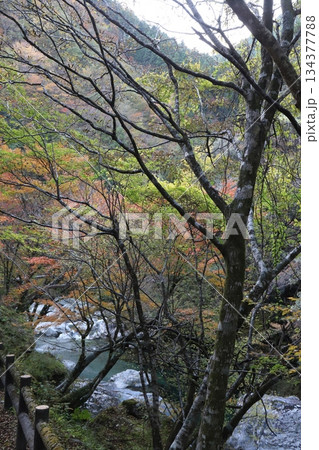 枝木のフレームと渓流の白波、秋色に染まる渓谷 134377788