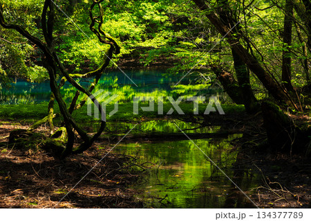 初夏の山形県遊佐町　神秘の泉　新緑の丸池様 134377789