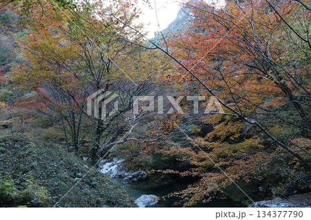 黄色と赤の紅葉が彩る秋の渓谷のグラデーション 134377790