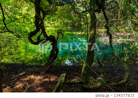 初夏の山形県遊佐町　神秘の泉　新緑の丸池様 134377815