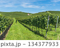 Vineyards and Eichert Chapel in the Kaiserstuhl wine region, Baden-Wuerttemberg, Germany 134377933