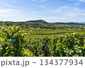 Vineyards and village of Jechtingen in the Kaiserstuhl wine region, Baden-Wuerttemberg, Germany 134377934
