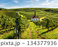 Vineyards and Eichert Chapel in the Kaiserstuhl wine region, Baden-Wuerttemberg, Germany 134377936
