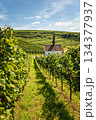 Vineyards and Eichert Chapel in the Kaiserstuhl wine region, Baden-Wuerttemberg, Germany 134377937