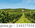 Vineyards and Eichert Chapel in the Kaiserstuhl wine region, Baden-Wuerttemberg, Germany 134377938