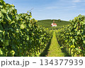 Vineyards and Eichert Chapel in the Kaiserstuhl wine region, Baden-Wuerttemberg, Germany 134377939