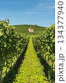 Vineyards and Eichert Chapel in the Kaiserstuhl wine region, Baden-Wuerttemberg, Germany 134377940