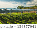 Agrivoltaic solar panels above vineyard rows in the Kaiserstuhl wine region, Germany. 134377941