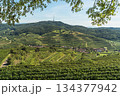 Terraced vineyards and village in the Kaiserstuhl wine region, Baden-Wuerttemberg, Germany 134377942