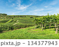 Vineyards and rolling hills of the Kaiserstuhl wine region, Baden-Wuerttemberg, Germany 134377943