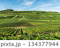 Vineyards and rolling hills of the Kaiserstuhl wine region, Baden-Wuerttemberg, Germany 134377944