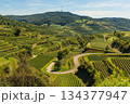 Terraced vineyards and winding road at Texaspass viewpoint in the Kaiserstuhl wine region, Germany 134377947