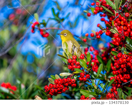 ピラカンサとメジロ 134378130