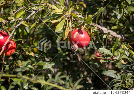 Red pomegranate in a garden, Paxos, Greece Red pomegranate in a garden, Paxos, Greece 134378344