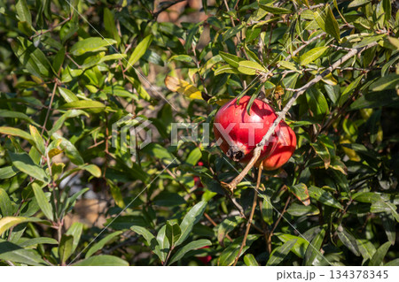 Red pomegranate in a garden, Paxos, Greece 134378345