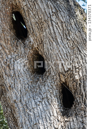 Olive tree trunk with three holes, Paxos, Greece Olive tree trunk with three holes, Paxos, Greece 134378371