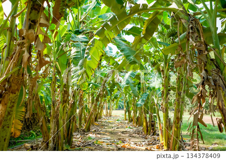 A real organic banana farm, a lot of Banana trees which have been arranged in a row under the afternoon sunshine. 134378409