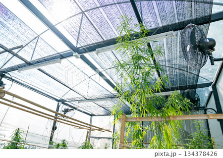 A lush marijuana plant  with stem and leaves under the sunshine. A herbal plant used for medical purposes to make the medicine. A weed plant for smoking and making drugs. 134378426