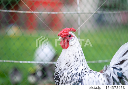 Hamburg Chick at the outdoor field in human home garden. Hamburg Chick at the outdoor field in human home garden. 134378438