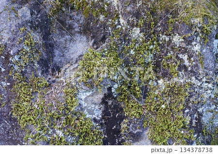 苔と地衣類の生えた岩の表面 苔と地衣類の生えた岩の表面 134378738