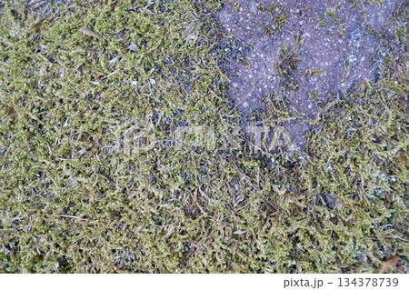 苔の生えた岩の表面 苔の生えた岩の表面 134378739
