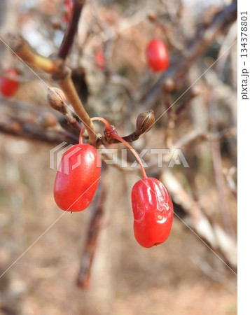 赤く熟した「サンシュユ」の果実 134378801