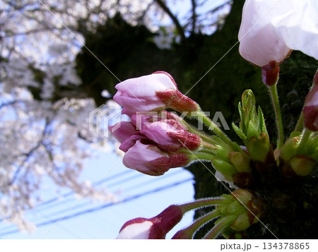 初春を告げる染井吉野3 134378865