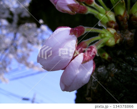 初春を告げる染井吉野2 134378866