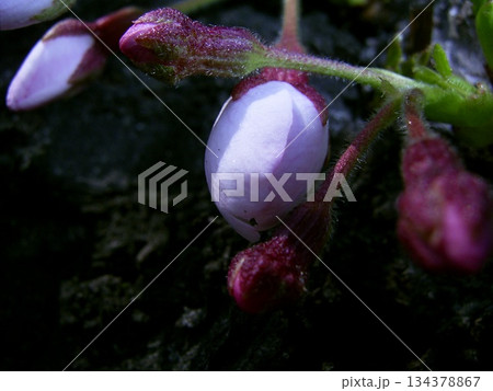 初春を告げる染井吉野1 初春を告げる染井吉野1 134378867