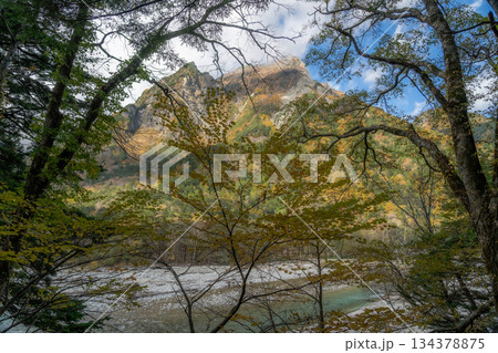 上高地の秋　紅葉のカラマツ林と穂高連峰 134378875