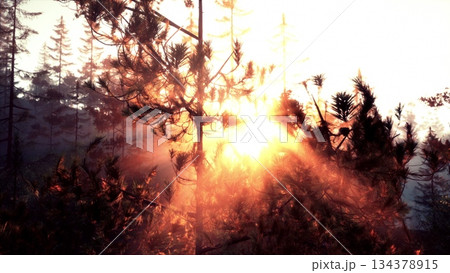 Bright sunlight pours through tall trees at dawn, casting a warm glow over the serene forest. Gentle mist adds a magical touch, creating an enchanting atmosphere in nature. Bright sunlight pours through tall trees at dawn, casting a warm glow over the serene forest. Gentle mist adds a magical touch, creating an enchanting atmosphere in nature. 134378915