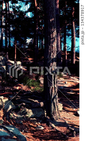 Sunlight streams through tall trees in a serene forest. Rocks and greenery create a peaceful atmosphere, inviting exploration and connection with nature. Its a moment of tranquility in the wild. 134378917