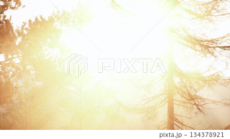 Sunlight bursts through tall trees, creating a magical glow in the forest. The warm light signals the end of the day, casting shadows and illuminating the vibrant surroundings. Sunlight bursts through tall trees, creating a magical glow in the forest. The warm light signals the end of the day, casting shadows and illuminating the vibrant surroundings. 134378921
