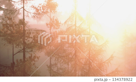 Gentle sunlight pours through the tall pine trees, creating a warm, glowing haze. The peaceful forest scene captures the beauty of nature at dawn, evoking a sense of tranquility. 134378922