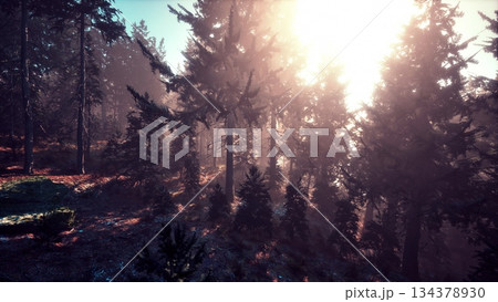 A peaceful forest scene unfolds as soft sunlight beams shine through tall trees. The air is calm, and shadows dance on the forest floor, creating a serene atmosphere. 134378930