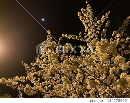 街頭に照らされる幻想的な夜桜 134378989