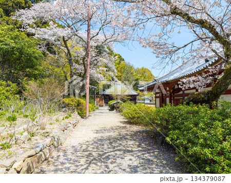 【奈良県】大和郡山市 矢田寺(金剛山寺) (2025/04/09撮影) 【奈良県】大和郡山市 矢田寺(金剛山寺) (2025/04/09撮影) 134379087