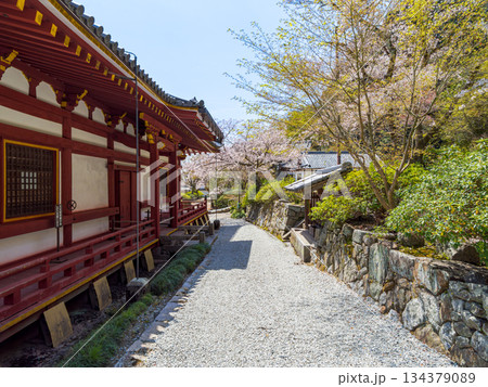 【奈良県】大和郡山市 矢田寺(金剛山寺) (2025/04/09撮影) 134379089