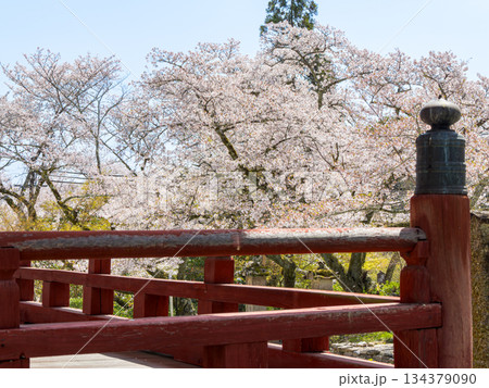 【奈良県】大和郡山市 矢田寺(金剛山寺) (2025/04/09撮影) 134379090