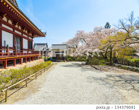 【奈良県】大和郡山市 矢田寺(金剛山寺) (2025/04/09撮影) 134379091