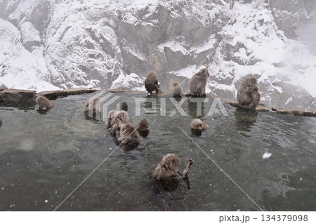 地獄谷野猿公苑の温泉に入るニホンザル 冬 134379098