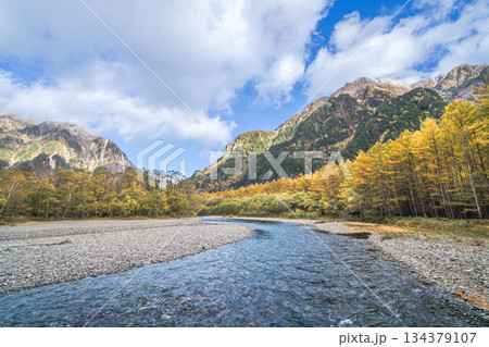 上高地の秋　梓川と穂高連峰　紅葉のカラマツ林 134379107